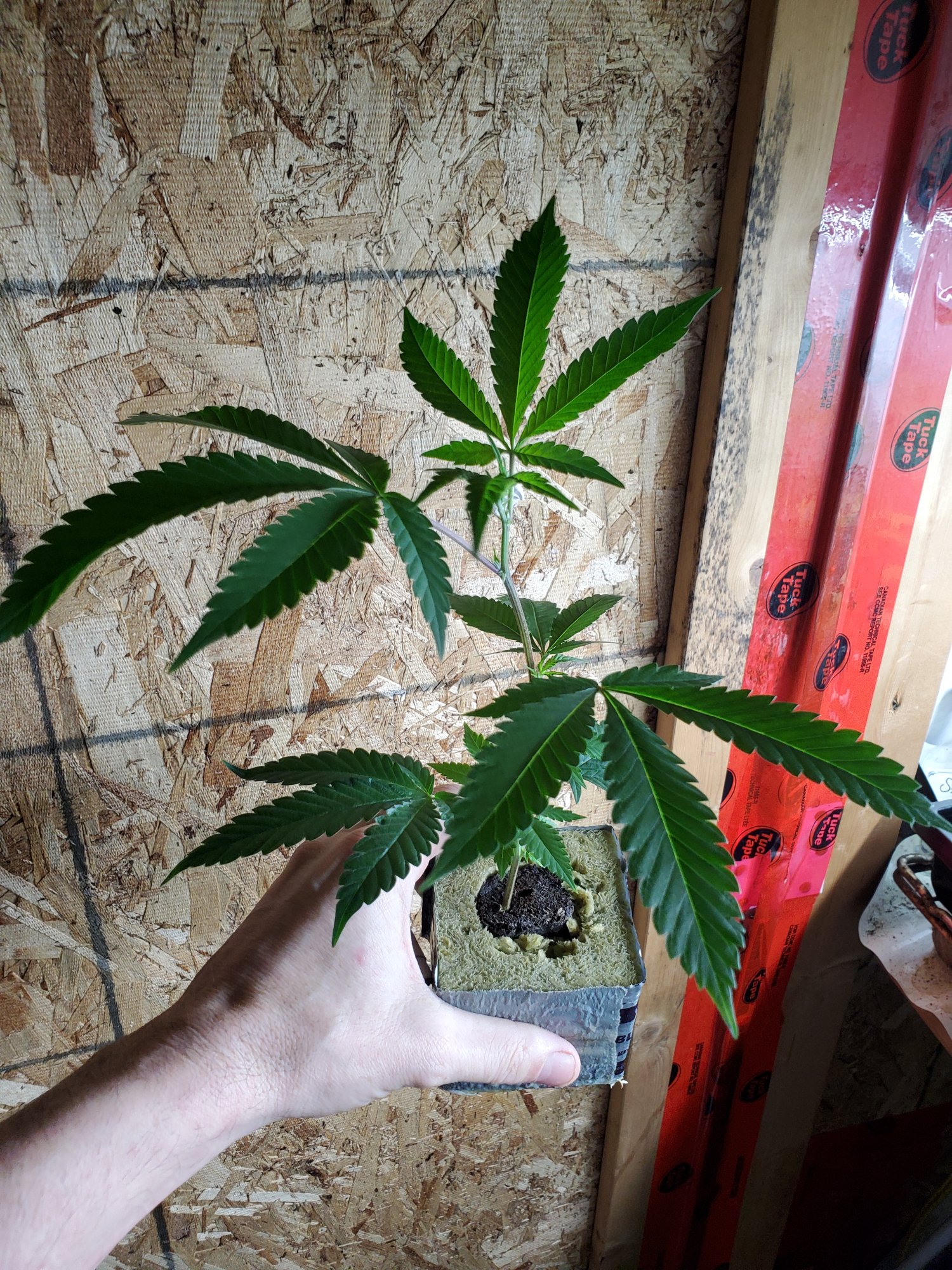 www.thcfarmer.com