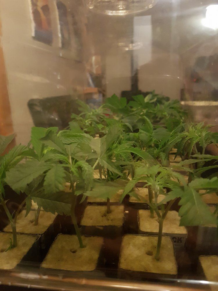Dirtbags hydroponics thread 2