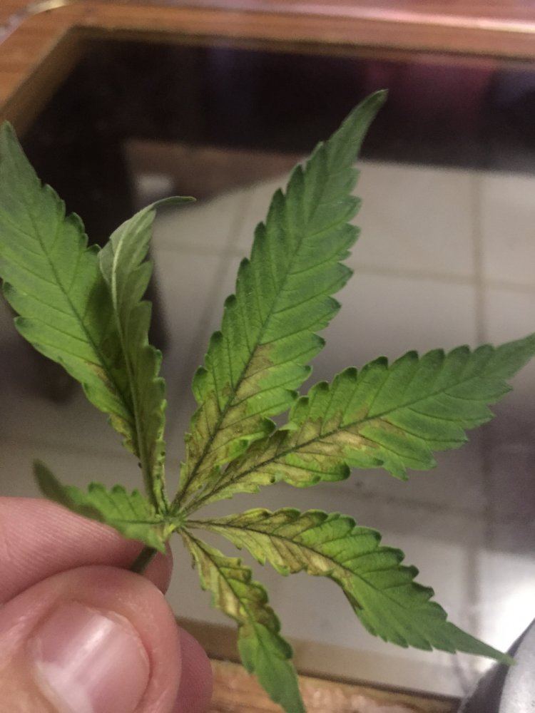 Discoloration coming from inner leaves