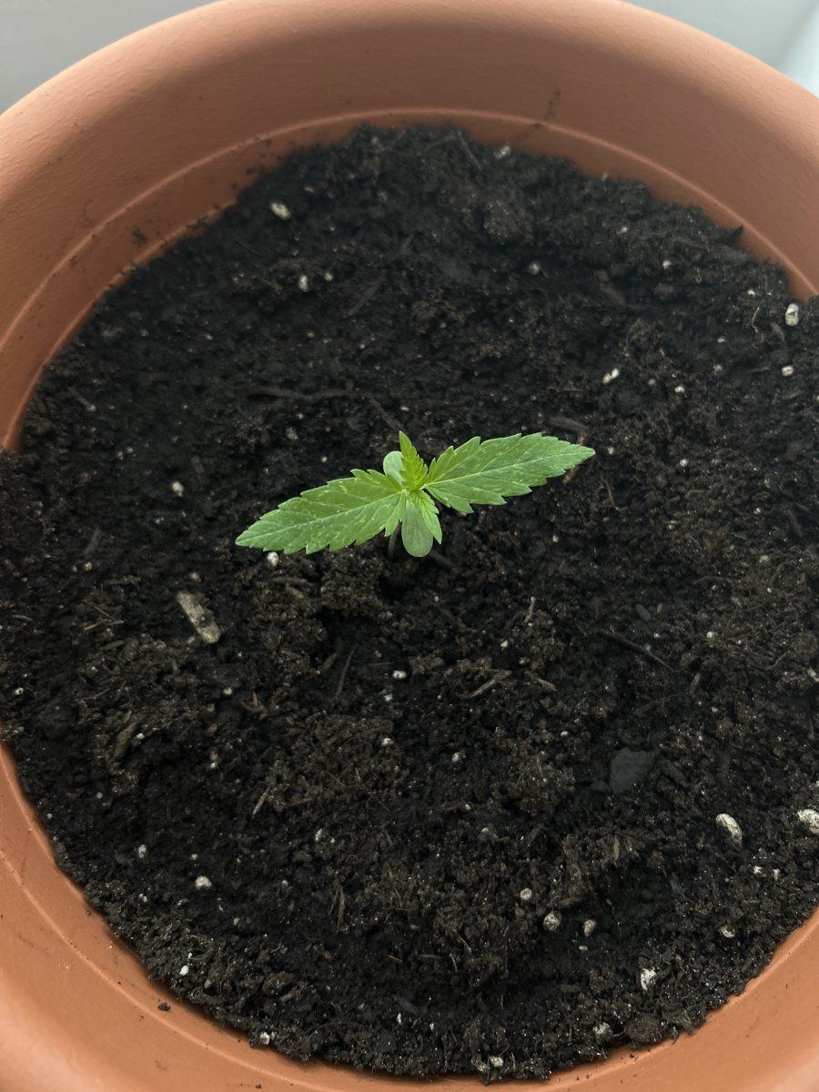 Discoloration of auto seedling on the leaves 3