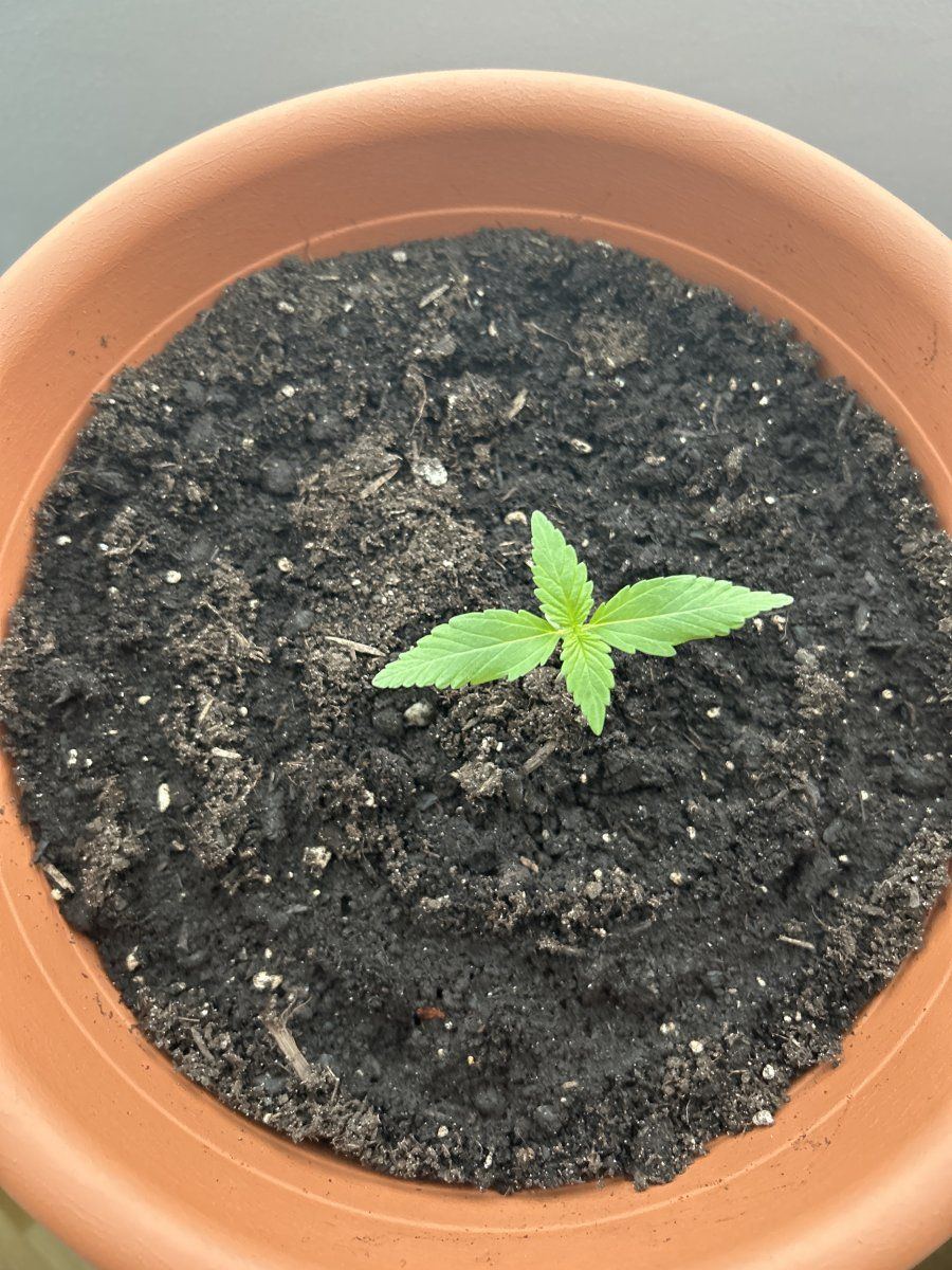 Discoloration of auto seedling on the leaves