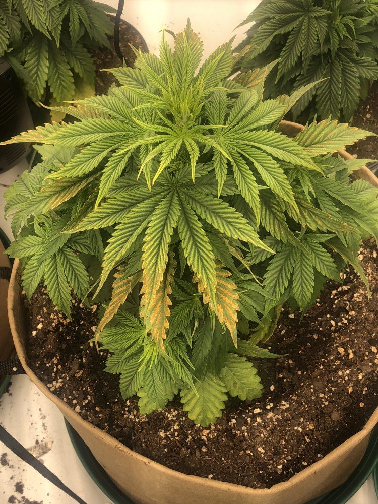 Discolored leaves 4wks into veg 2