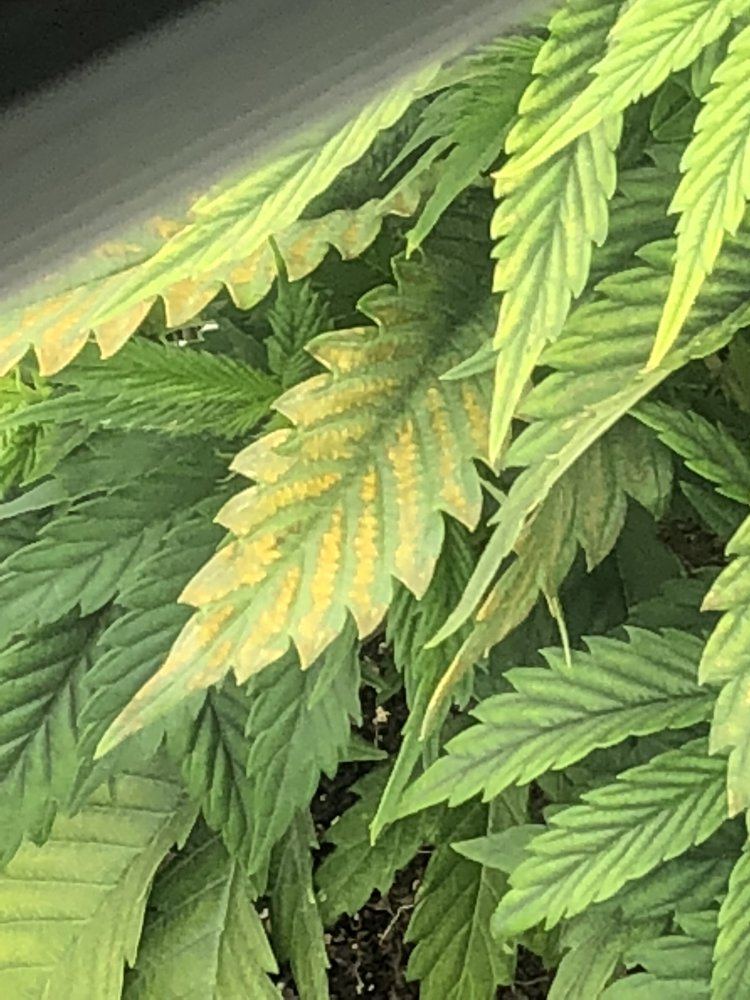 Discolored leaves 4wks into veg