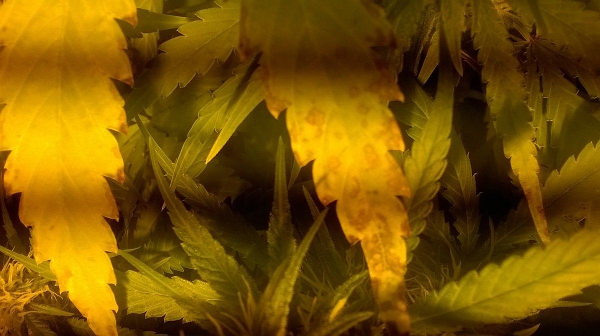 Discolored leaves in wk3 of flower 2