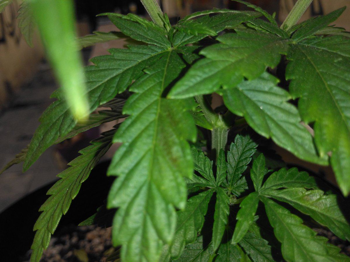 Discolored leaves using biogrow 2