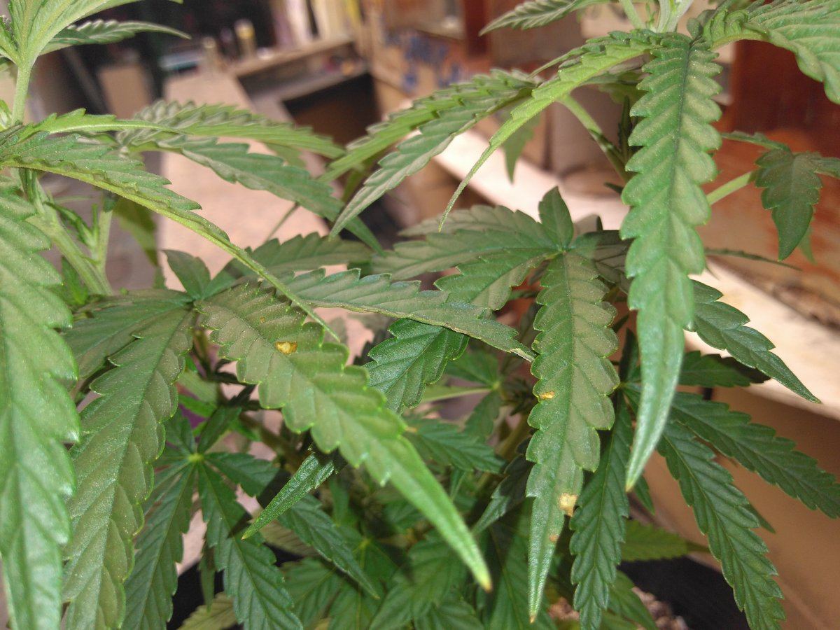 Discolored leaves using biogrow 3
