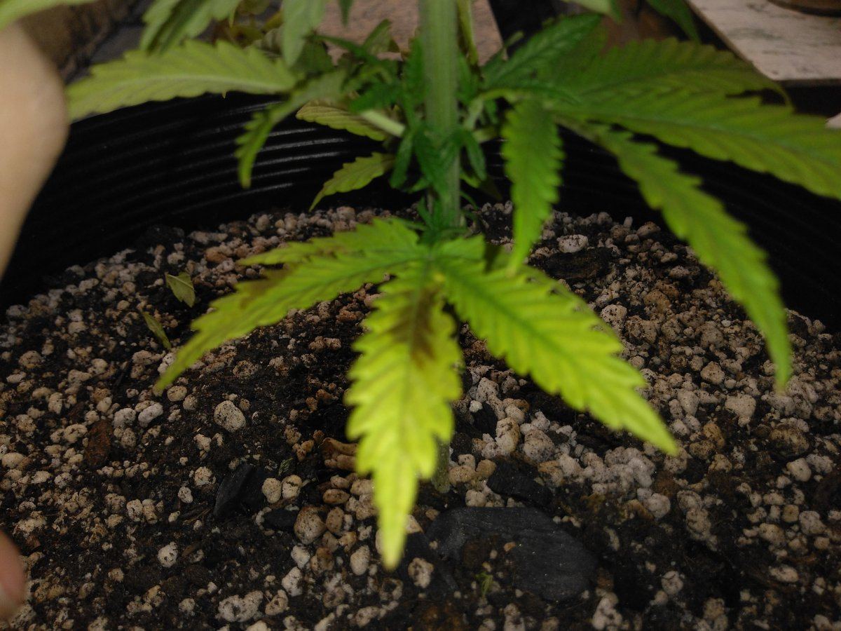 Discolored leaves using biogrow