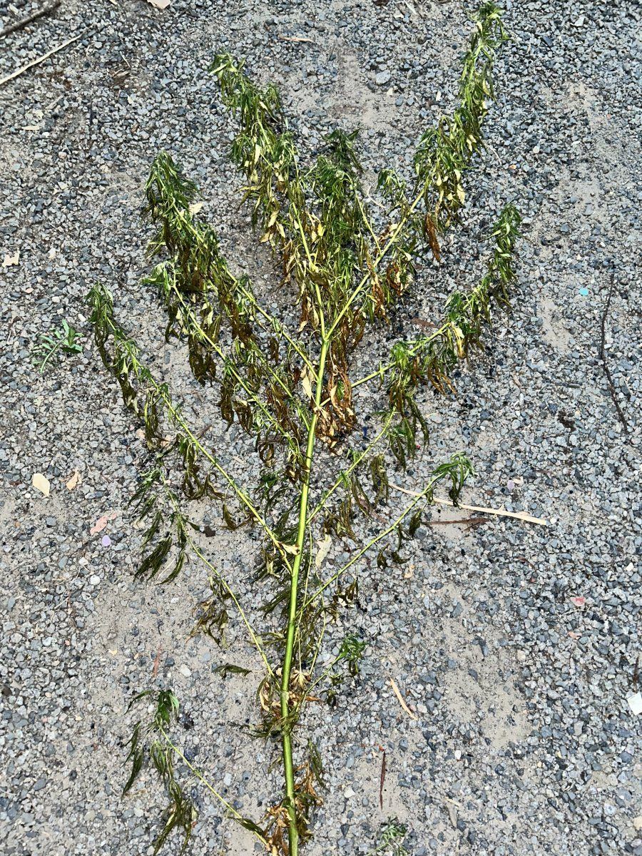 Diseased outdoor plant