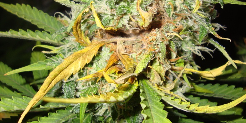 Diseases on cannabis plants