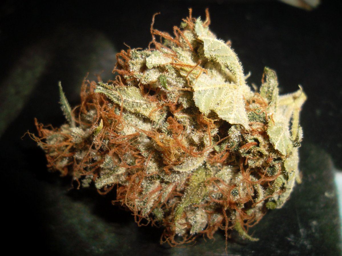 Divine genetics avalanche 2
