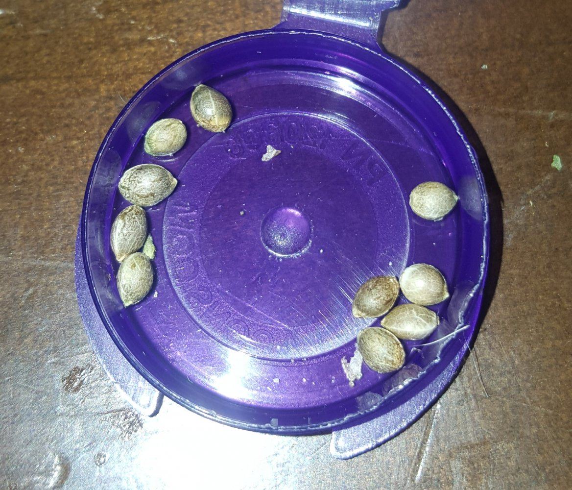 Divine genetics chem cookie grow