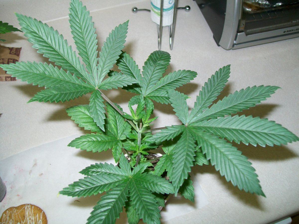 Divine genetics hellfire og kush 3