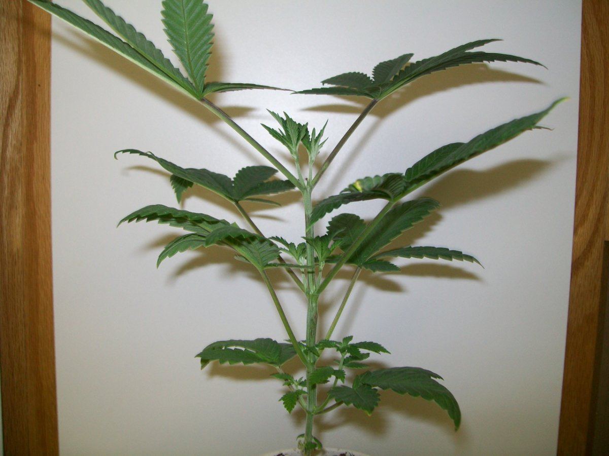 Divine genetics hellfire og kush 4