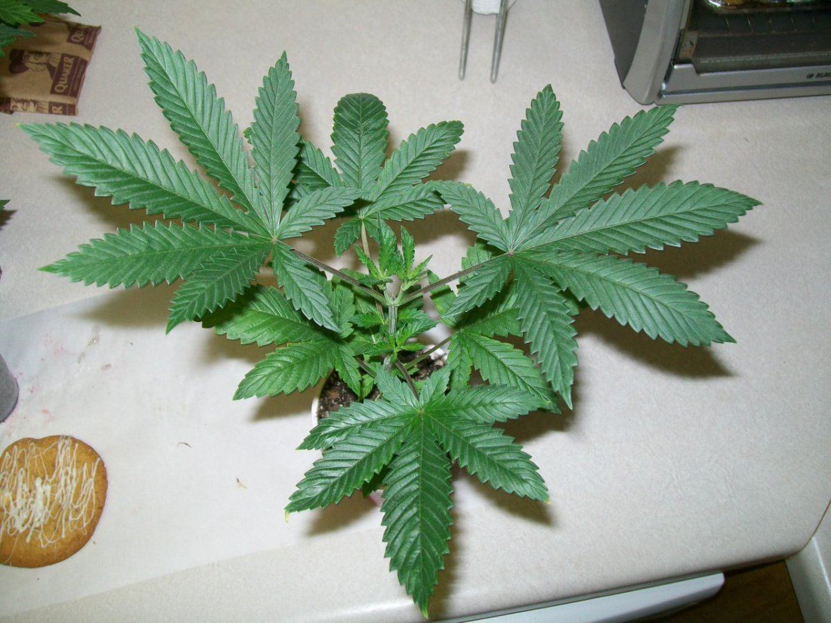 Divine genetics hellfire og kush 5