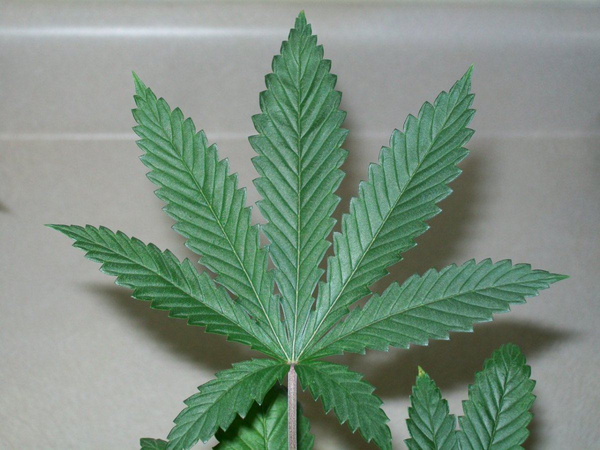 Divine genetics hellfire og kush 6