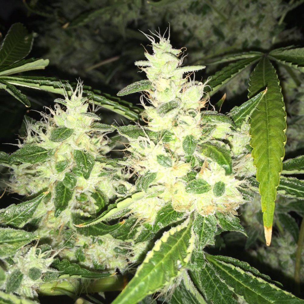 Divine genetics pics 3
