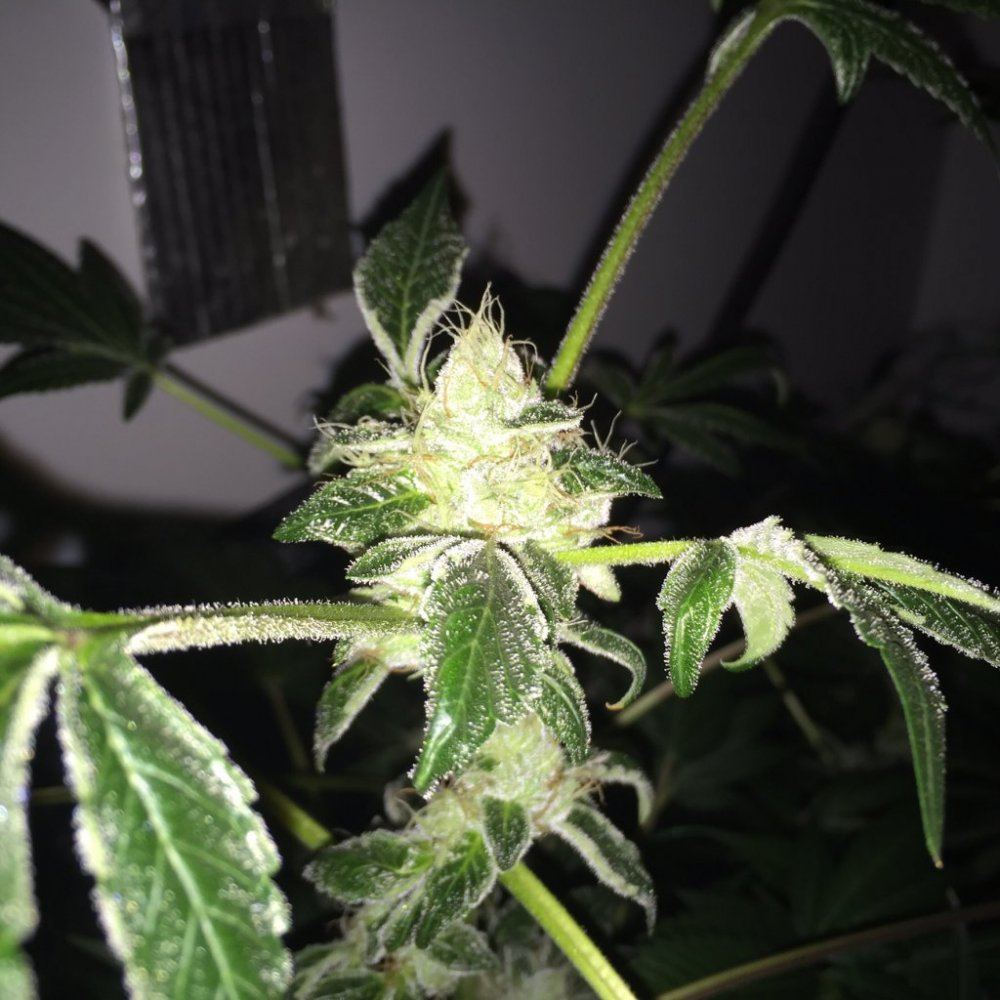 Divine genetics pics 7