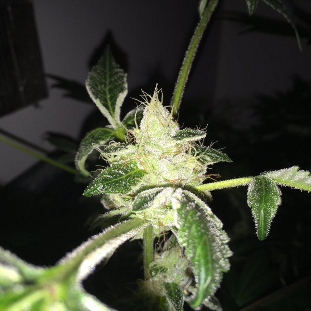 Divine genetics pics 8