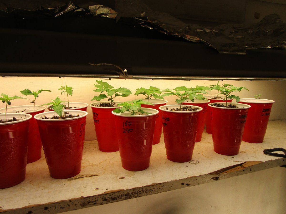 Dixie cup plant