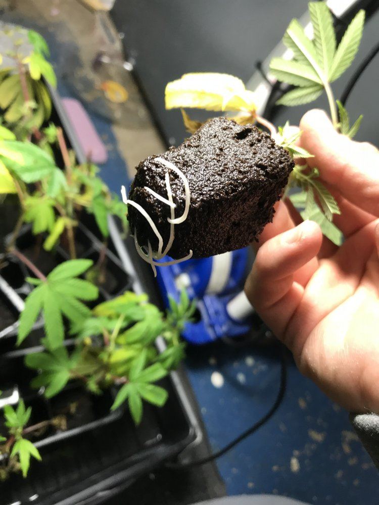 Diy hybrid propagation trayoxygenated roots in 5 days off budding plant 2