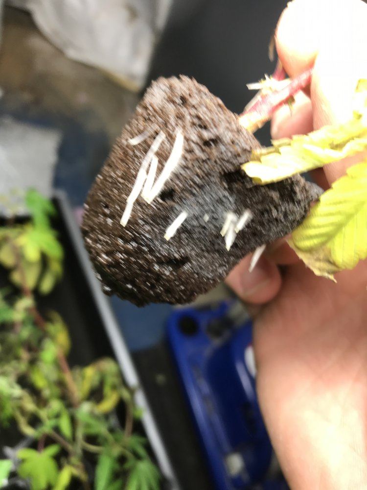 Diy hybrid propagation trayoxygenated roots in 5 days off budding plant