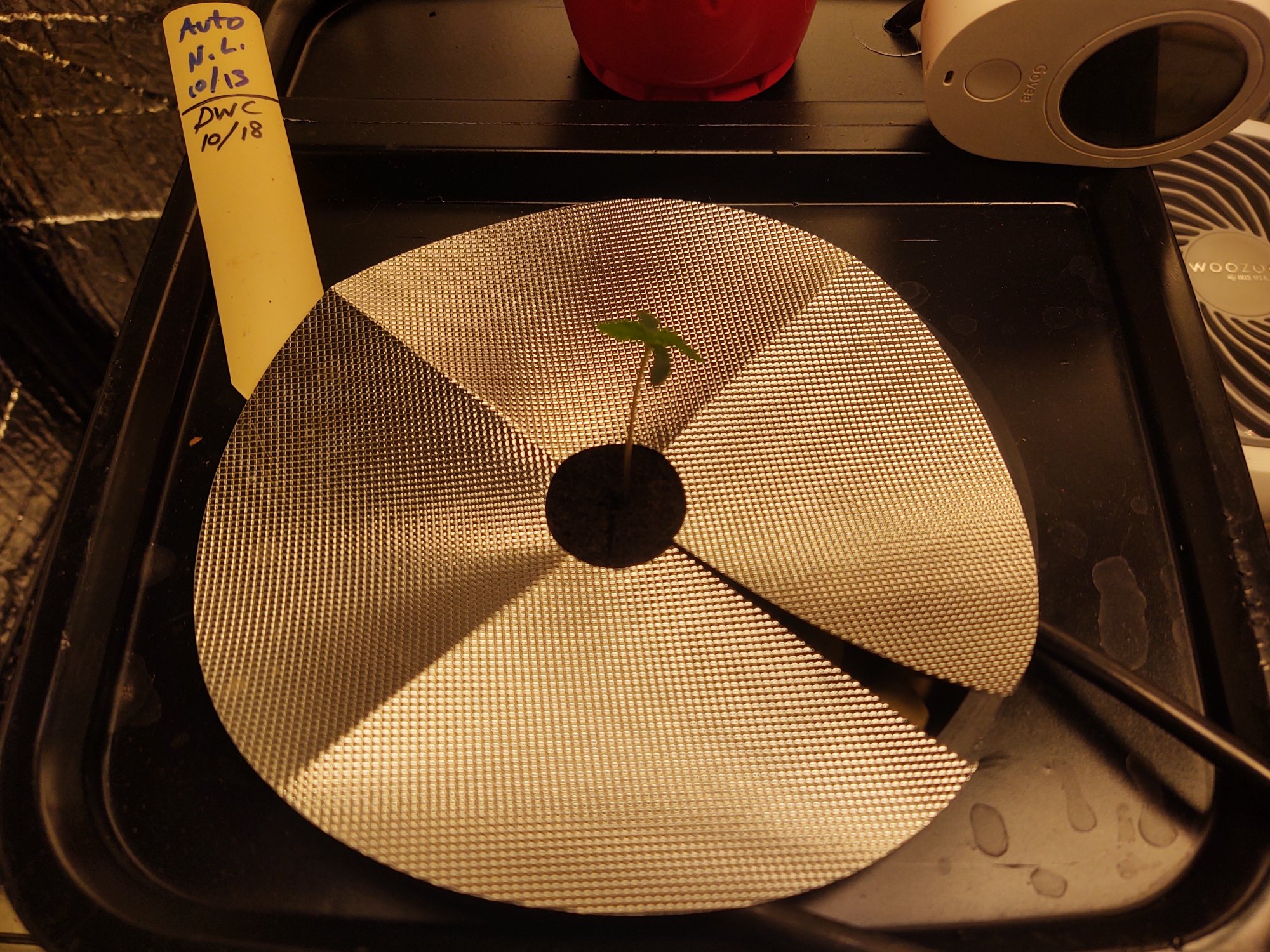 Diy rdwc system   first try with hydro 3