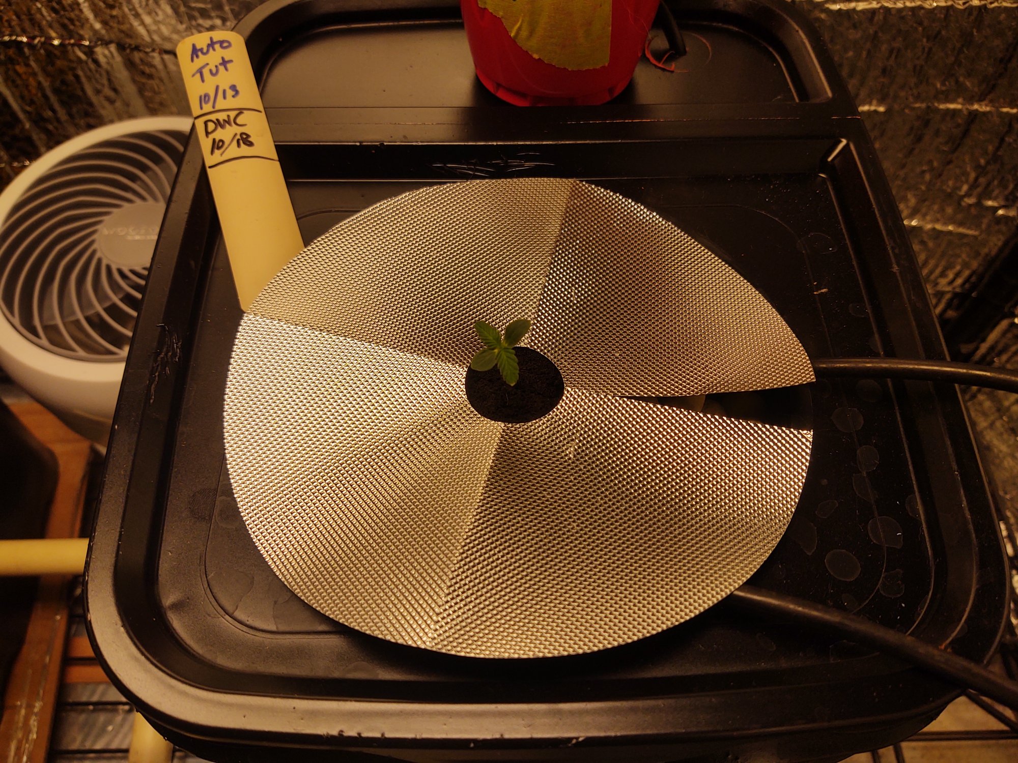 Diy rdwc system   first try with hydro 4