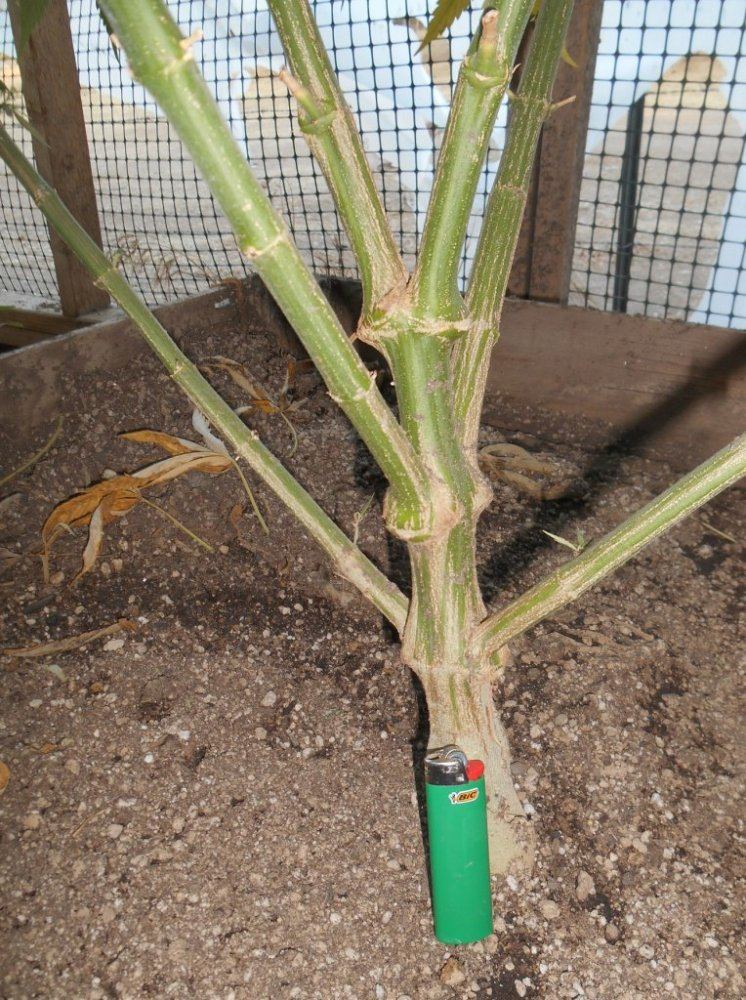 Dk3trunk717