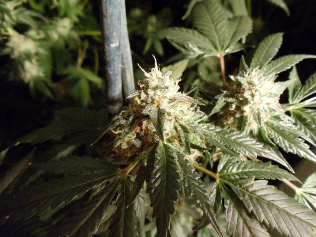 DK day 49 1