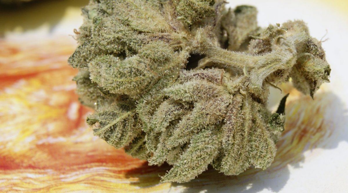 Dmt   sour bubble bx1 ix3 9
