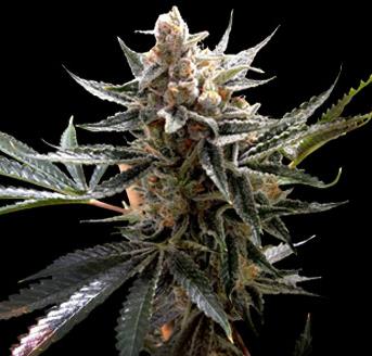 DNA Genetics Tangie 1