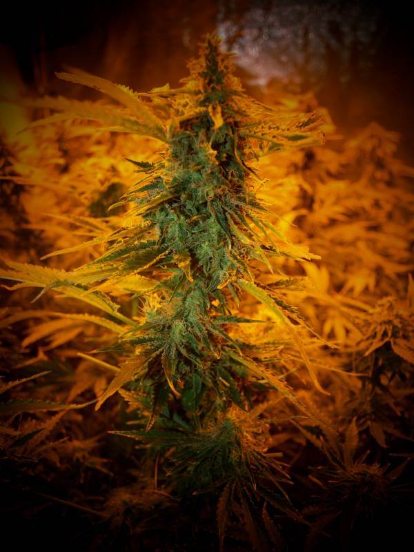 DNA Lemon Skunk