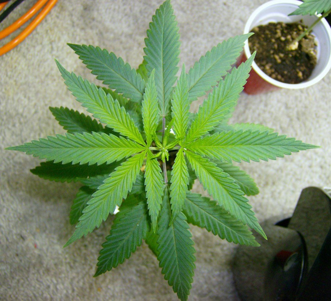 Dna og 18 1