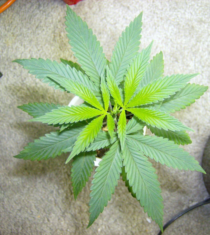 Dna og 18 2