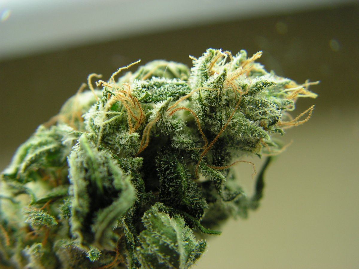 DNA SOUR KUSH 2