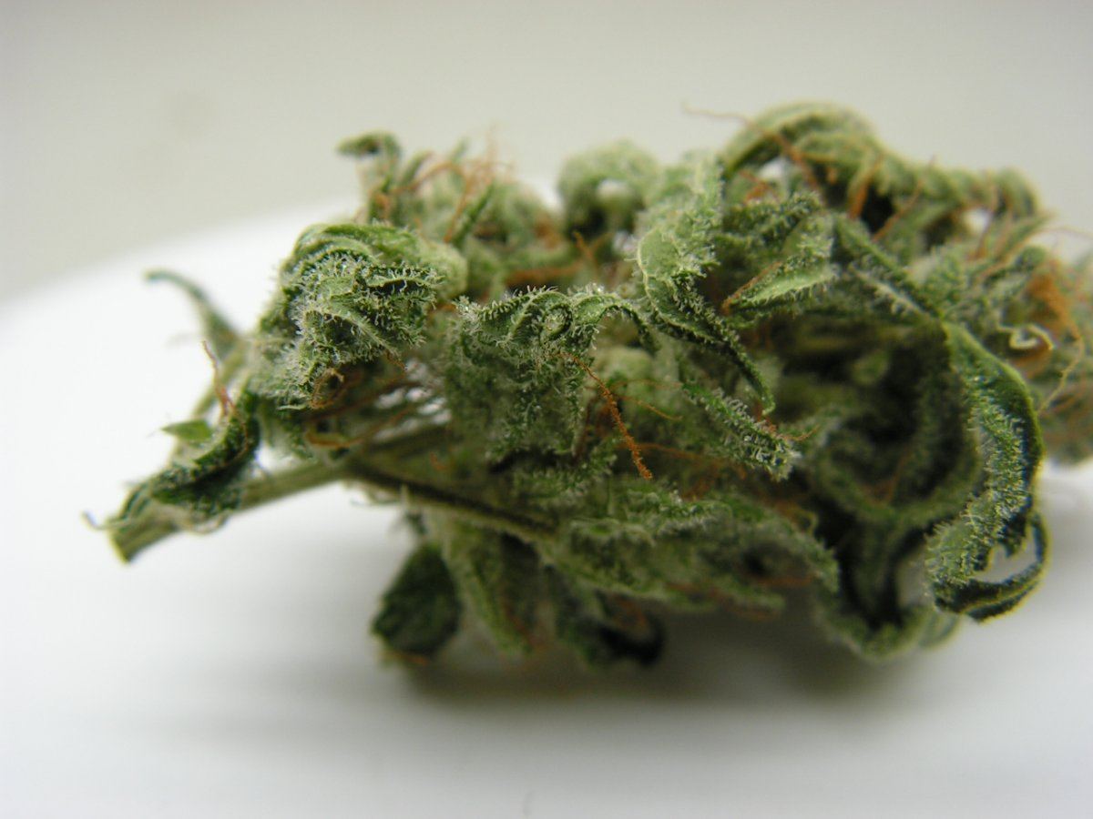 DNA SOUR KUSH