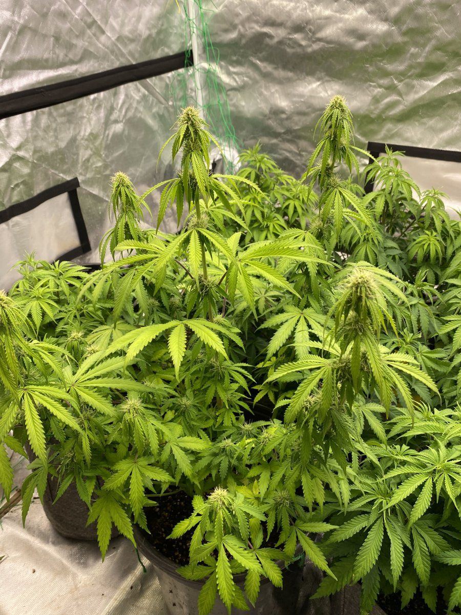 Do everyones plants look like this less than an hour before lights out 4