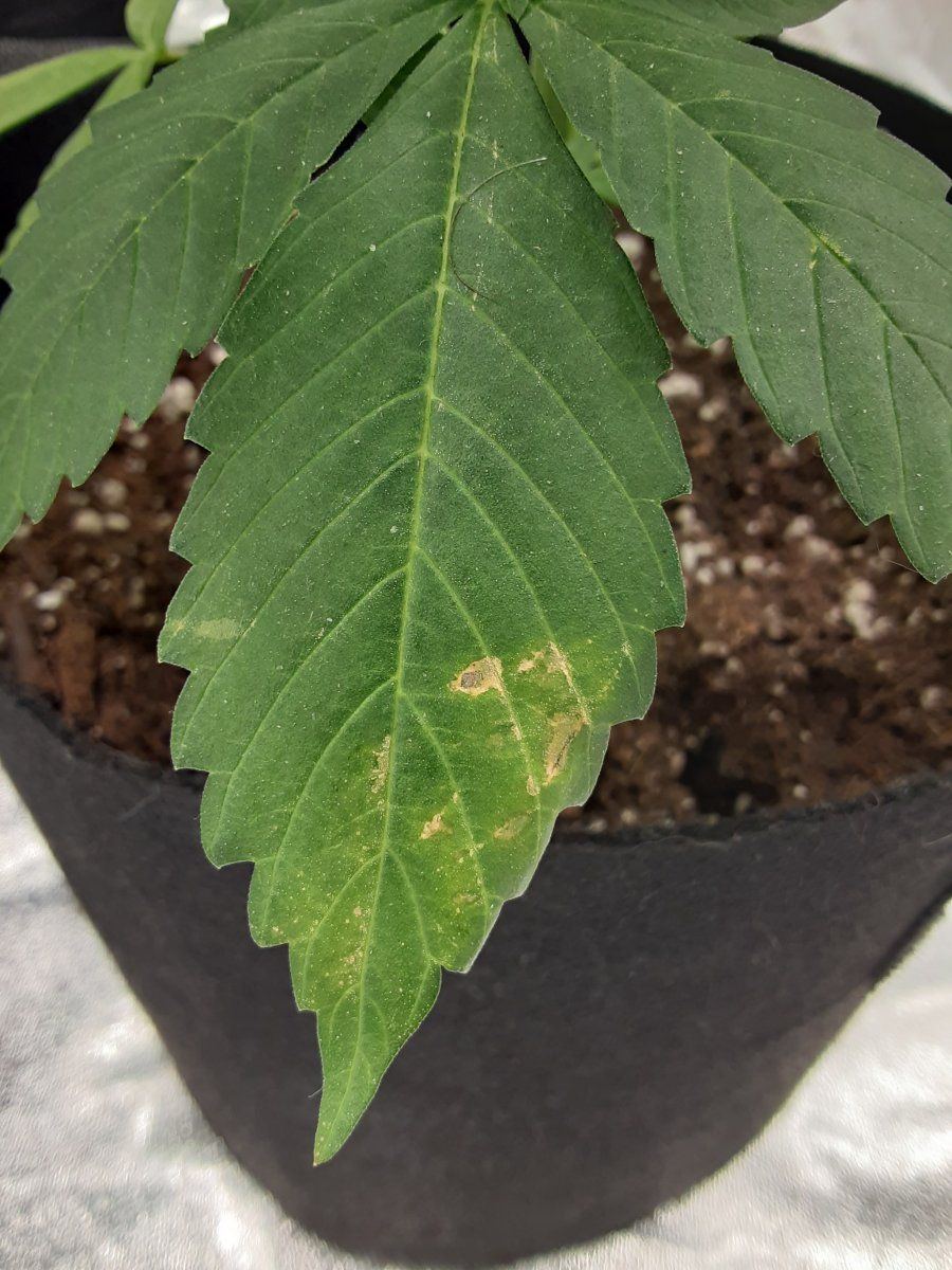 Do i have a deficiency 2