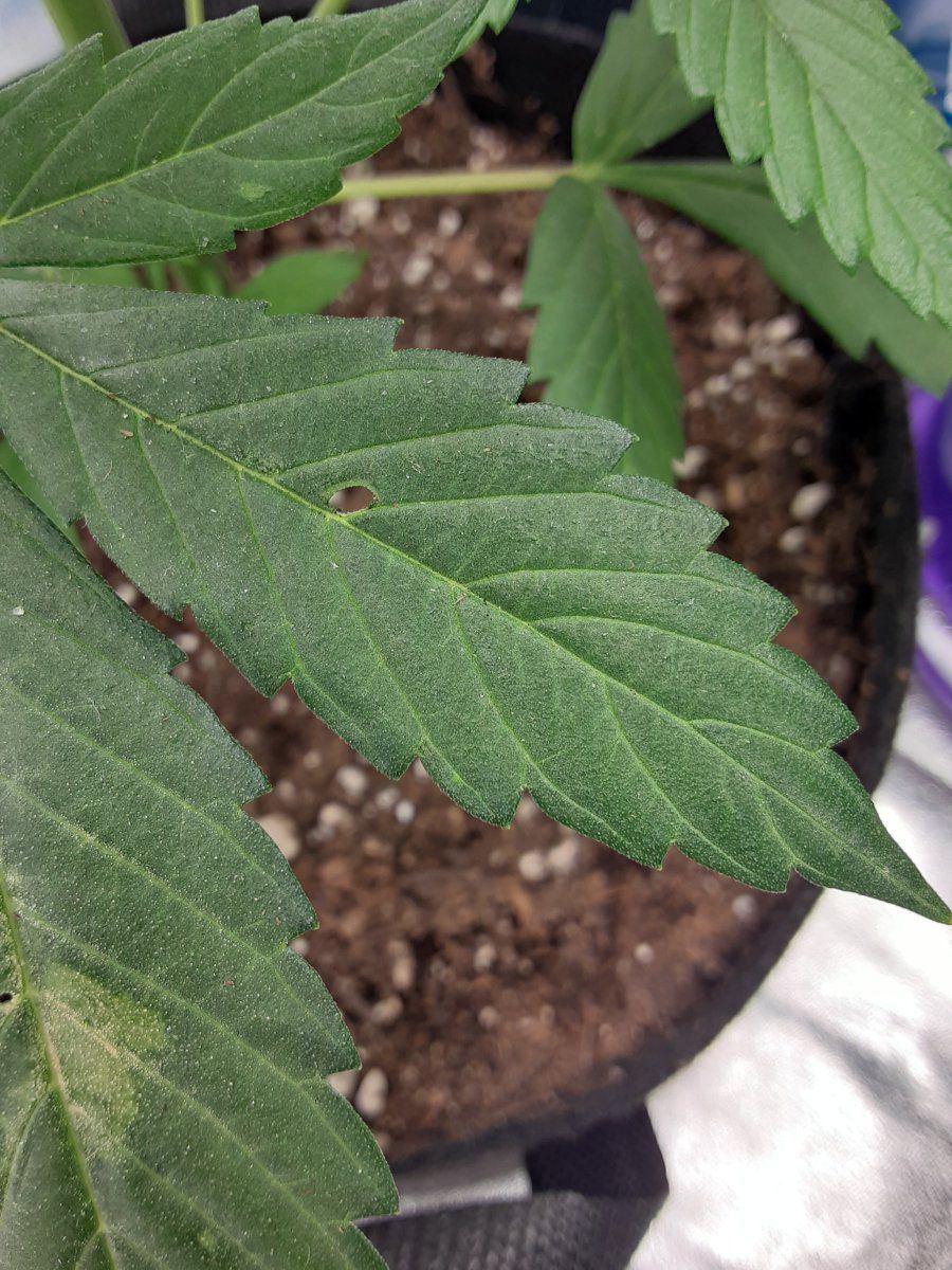 Do i have a deficiency 3