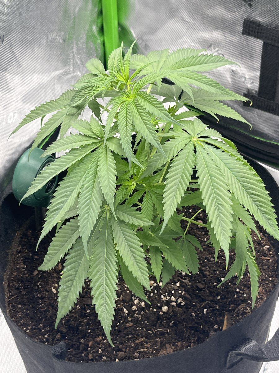Do i have a hermaphrodite plant need help first time grower 2
