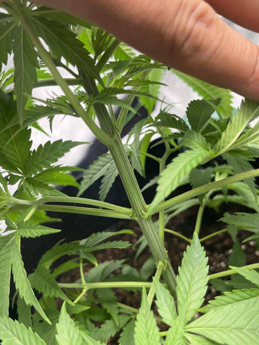 Do i have a hermaphrodite plant need help first time grower 3