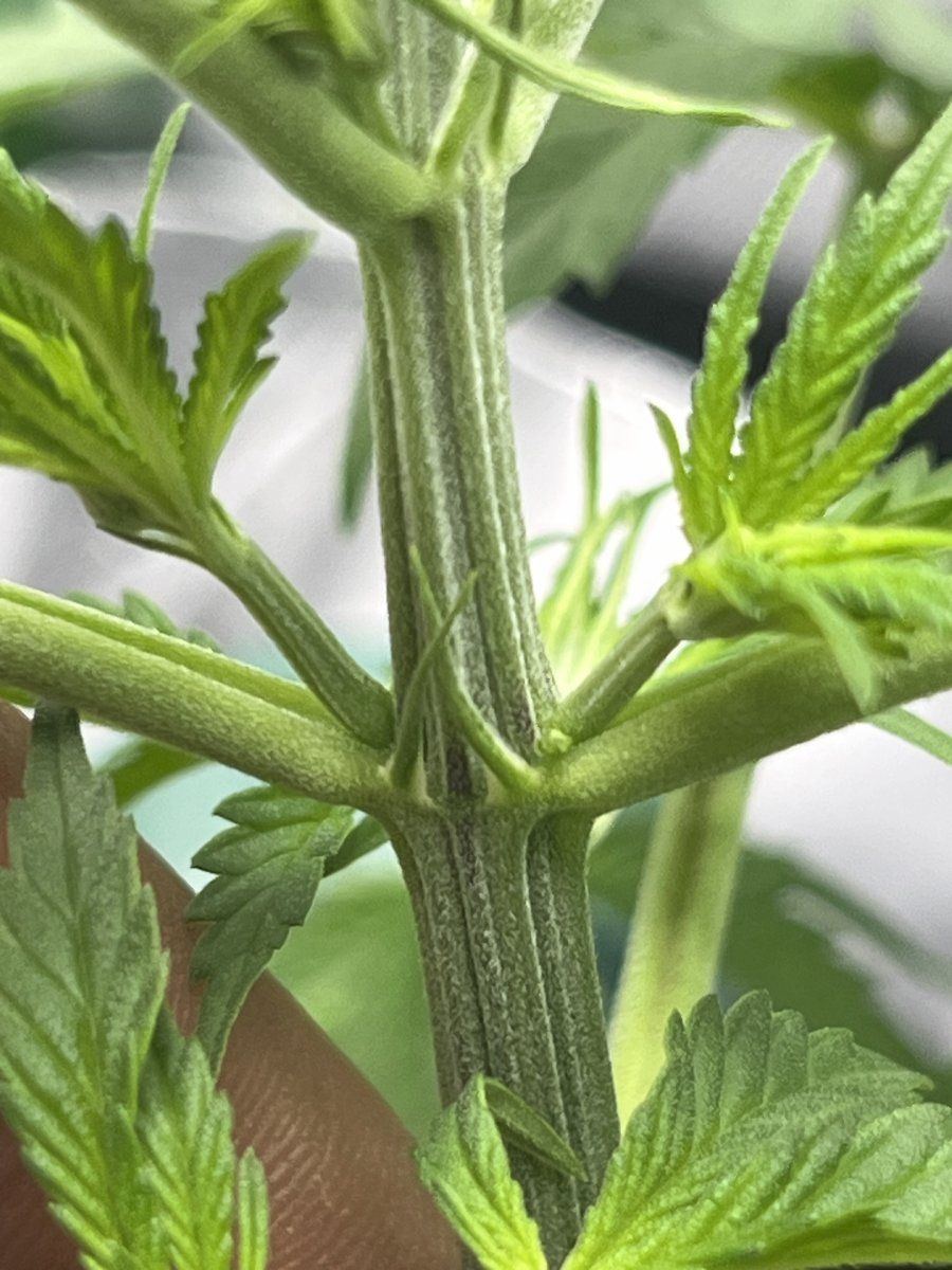 Do i have a hermaphrodite plant need help first time grower