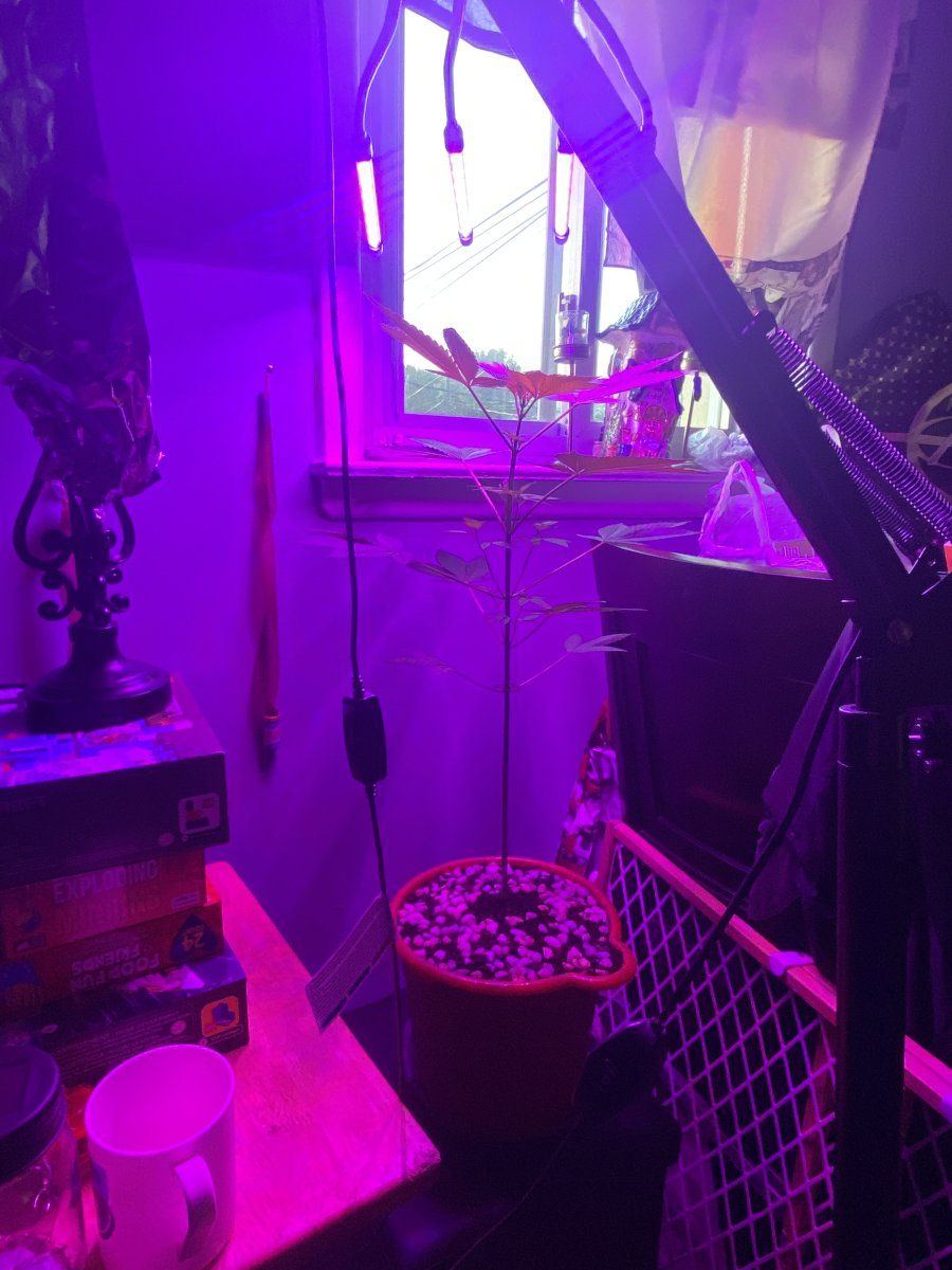 Do i need more light 3