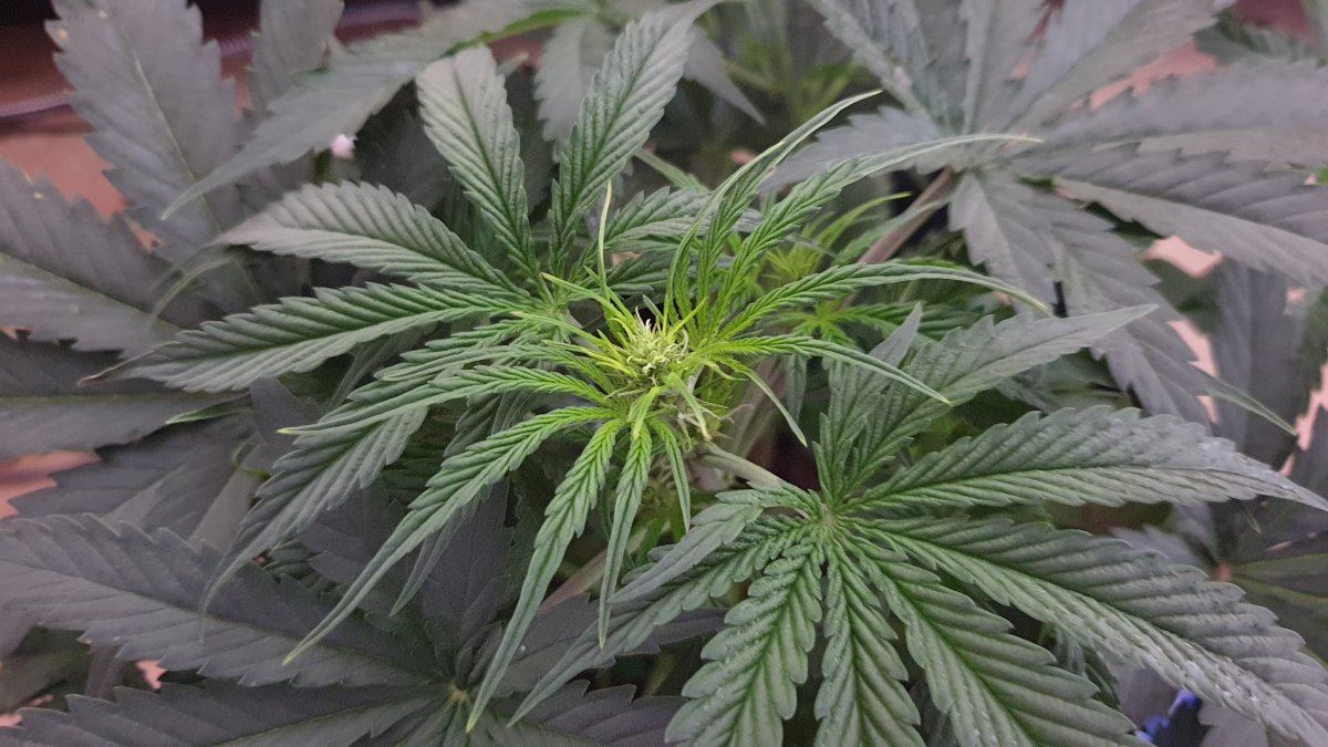 Do i stop foliar feeding my two autos lots of pics attached 2