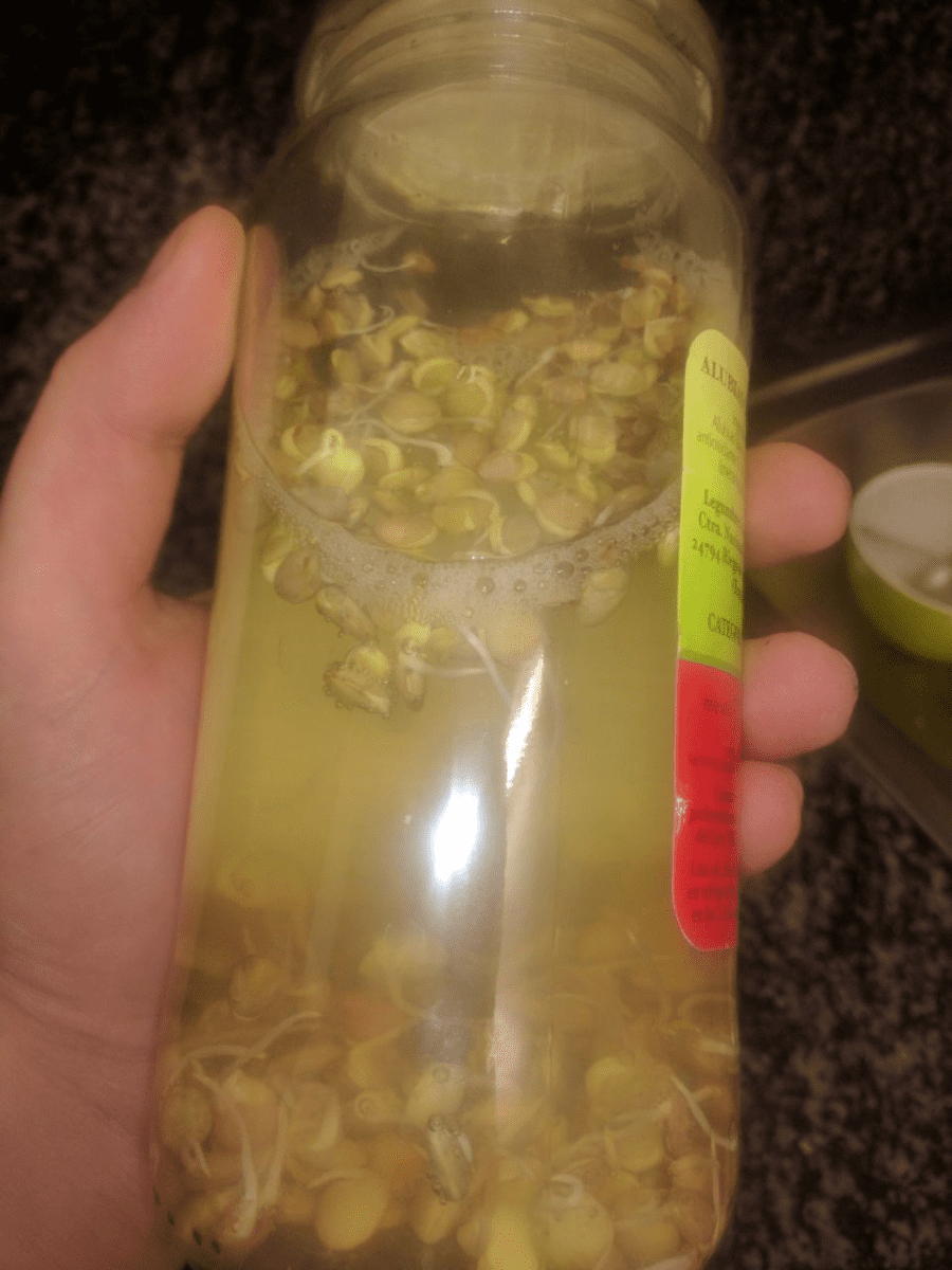 Do it yourself diy lentil root booster
