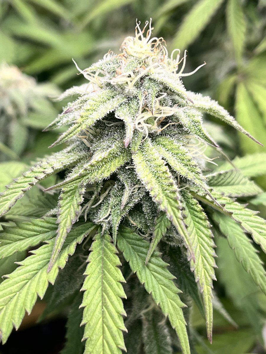 Do more early trichs mean anything 3