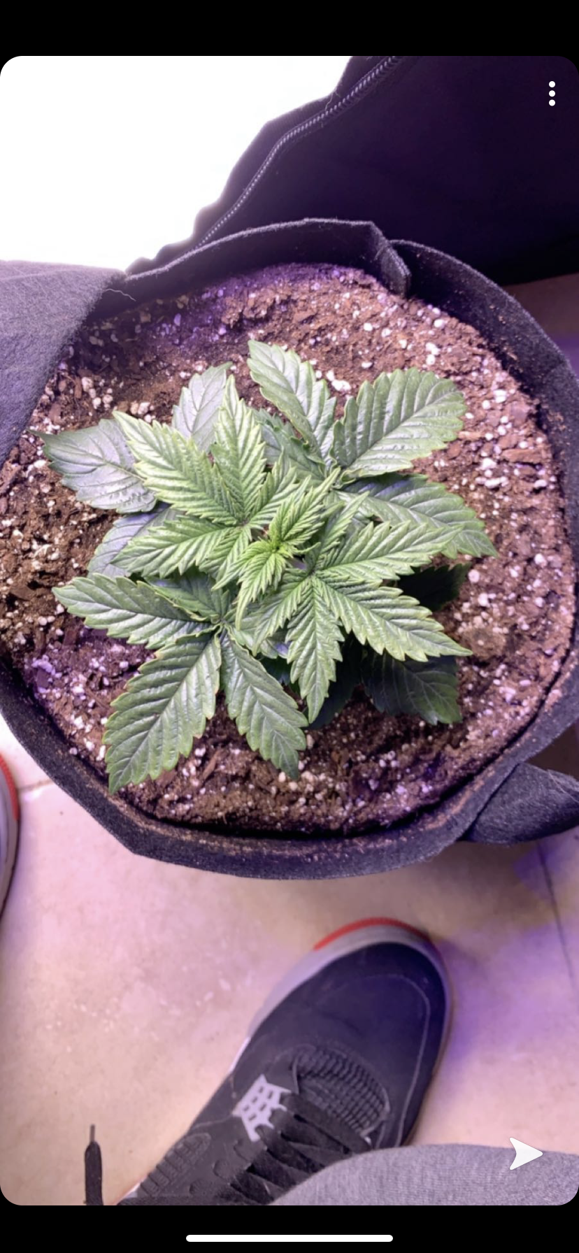 Do my plants look healthy 3