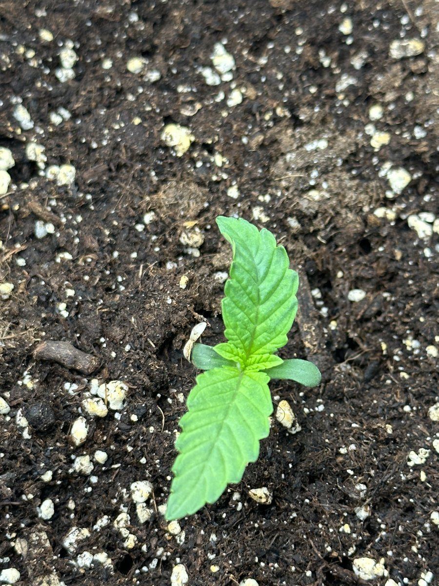 Do my plants look like they are going okay 2