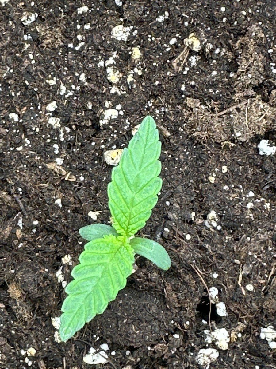 Do my plants look like they are going okay 3