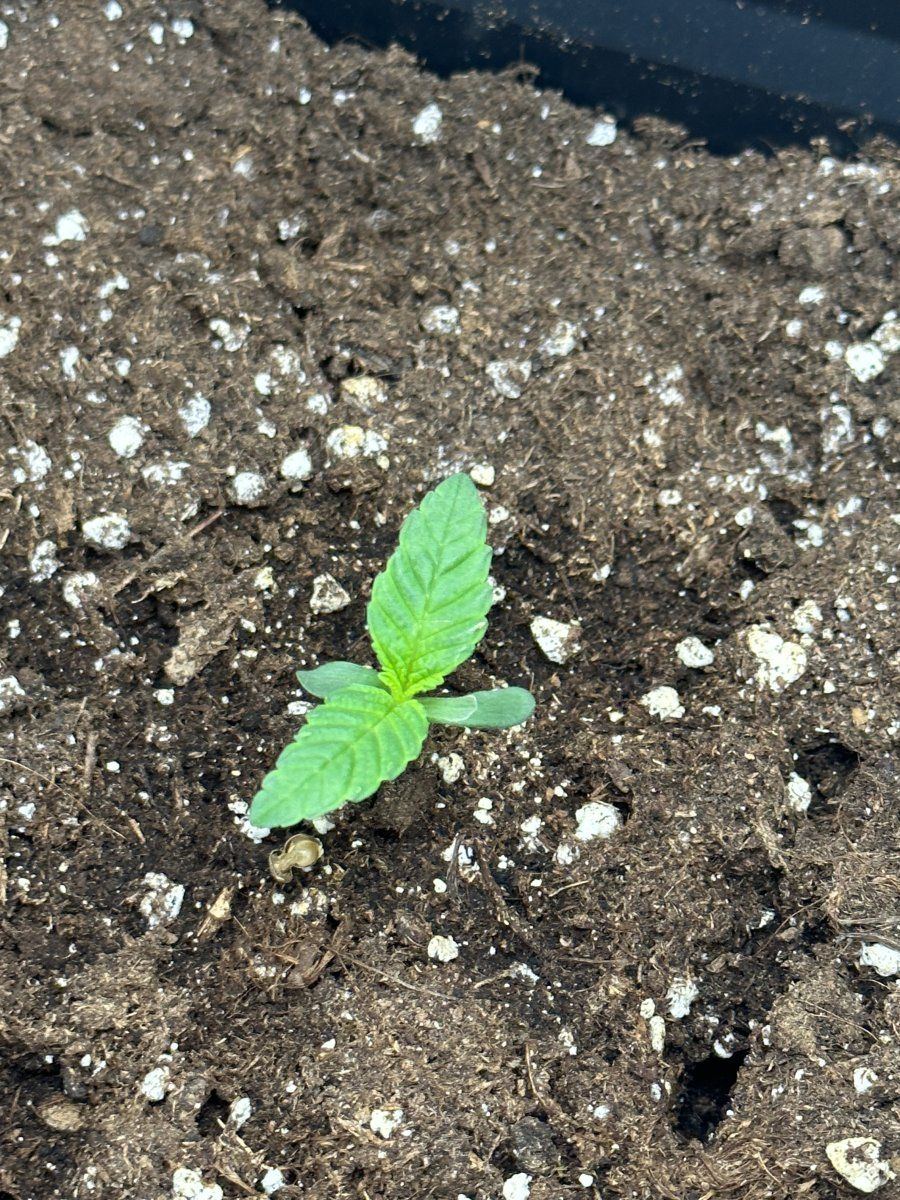 Do my plants look like they are going okay 5